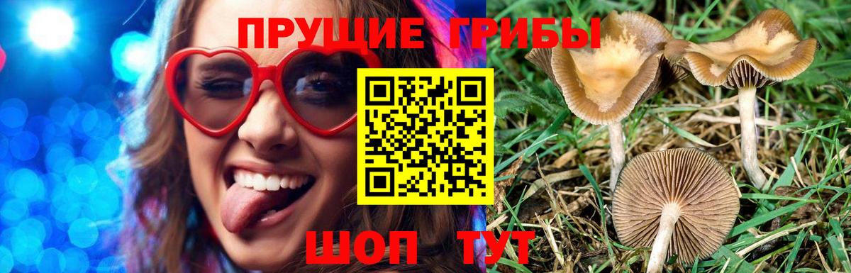 Галлюциногенные грибы Psilocybine cubensis Майкоп
